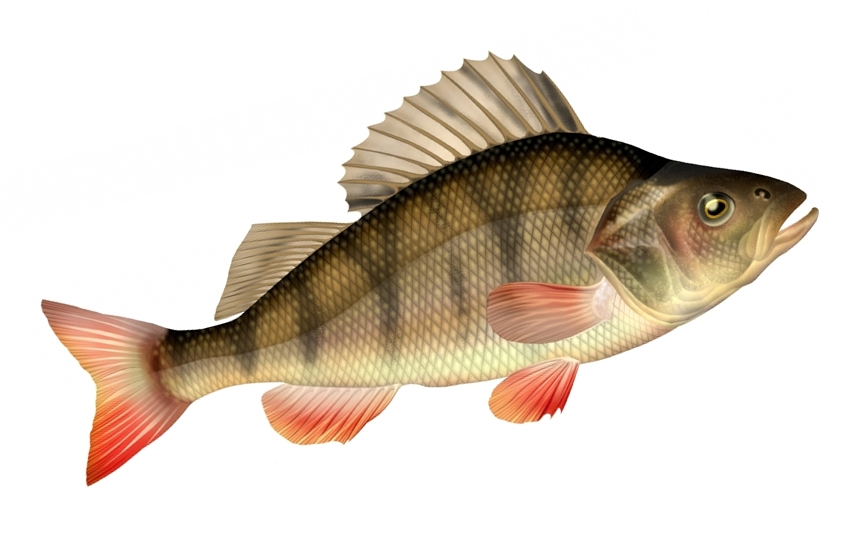 Carnasport : Fiches techniques sur les poissons carnassiers